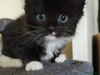 Mixed Breed cats Beautiful kitty - Advert 5