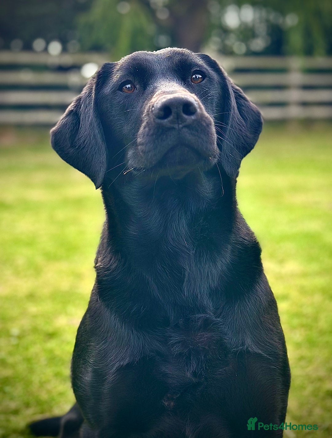 Labrador Retriever dogs for sale: STUNNING HEALTH TESTED WORKING LINE LABS FOR SALE - Image 7
