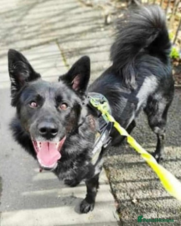 Mixed Breed dogs Meet Bear, currently residing in Staffordshire - Advert 9