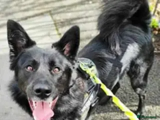 Mixed Breed dogs Meet Bear, currently residing in Staffordshire - Advert 17