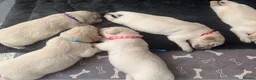 Golden Retriever dogs for sale: Beautiful Golden Retriever puppies - Advert 4