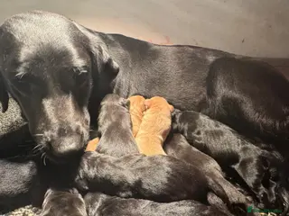 Labrador Retriever dogs KC Reg Labrador Puppies - Advert 3