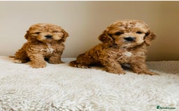 Cockapoo dogs for sale: Toy Yankee doodles American cockapoo - Image 6