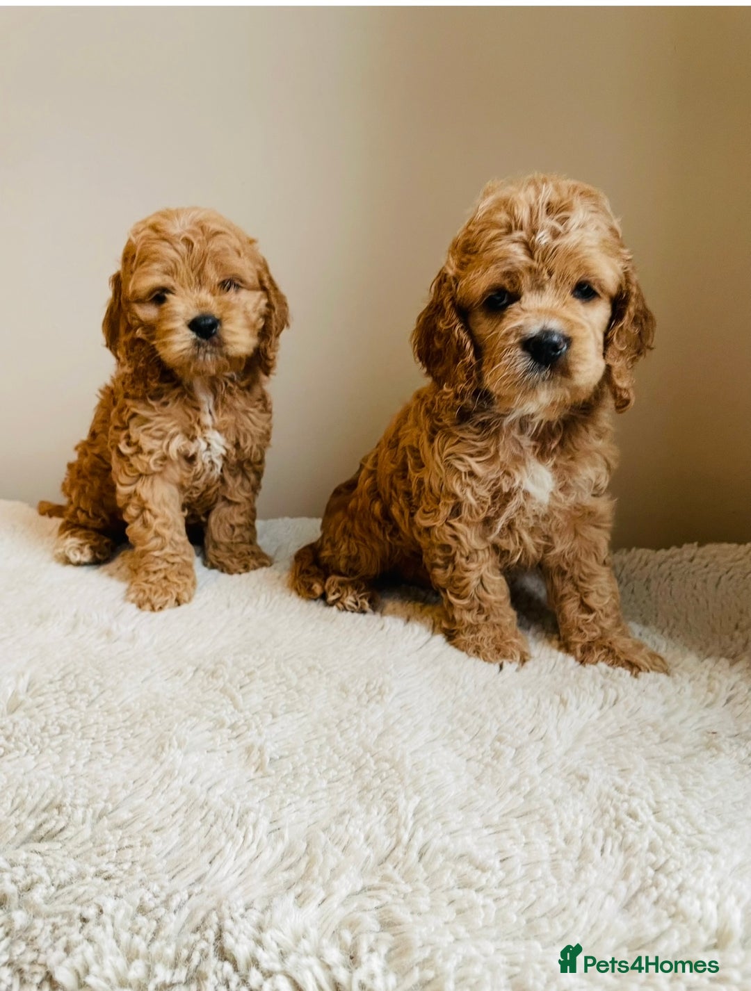 Cockapoo dogs for sale: Toy Yankee doodles American cockapoo - Image 6