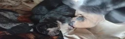 Mixed Breed dogs for sale: American mastiff  **  in Oxford - Advert 6