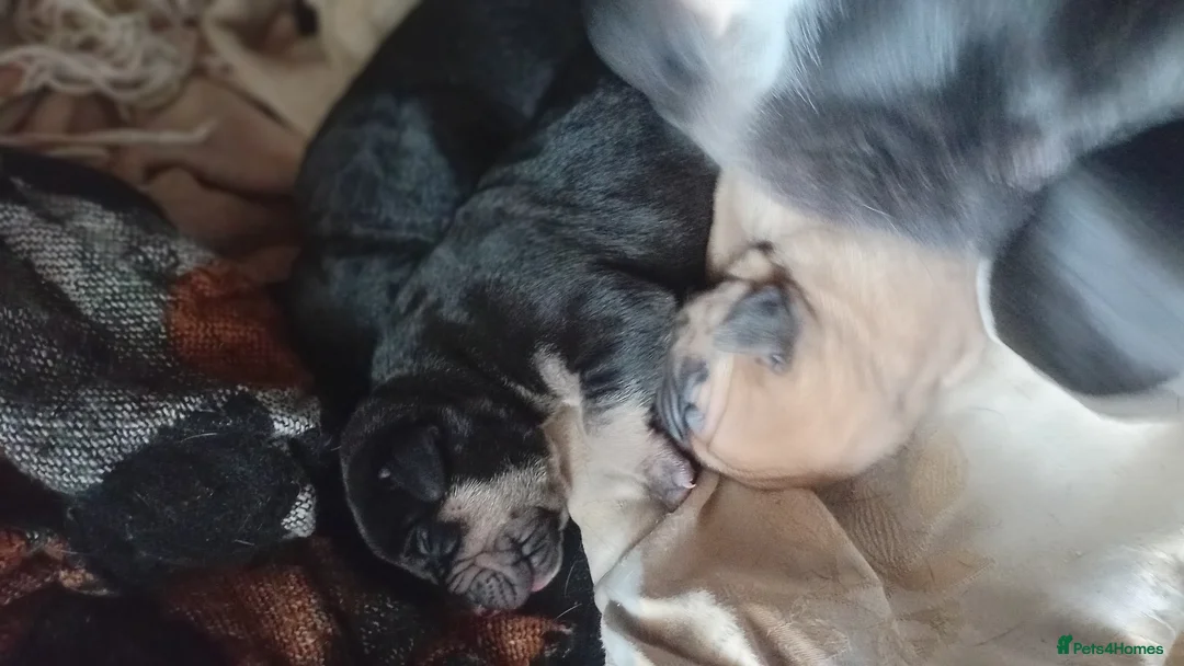 Mixed Breed dogs for sale: American mastiff  **  in Oxford - Advert 6