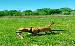 Mixed Breed dogs for sale: Gorgeous 9 month old puppy  - Image 5