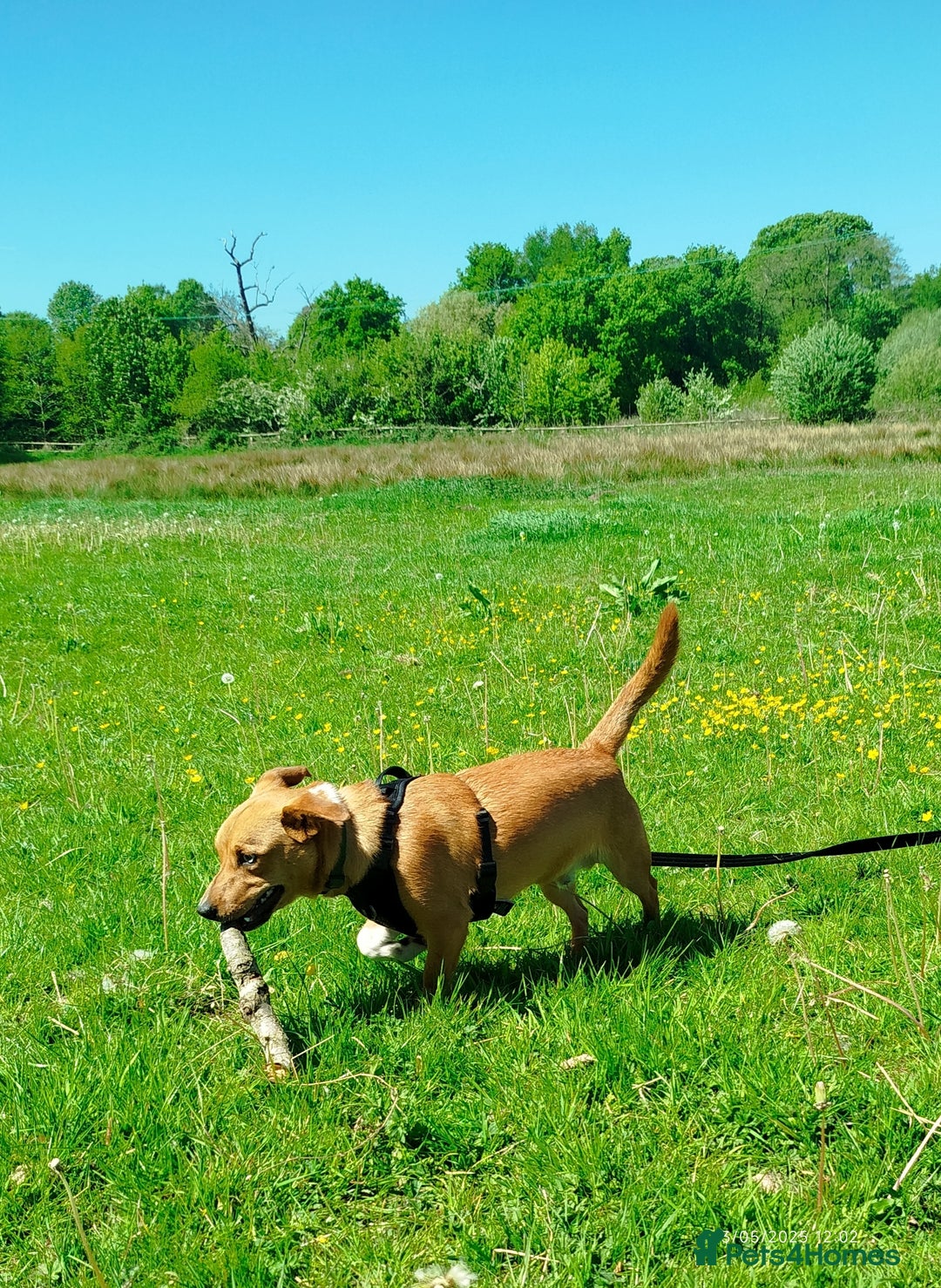 Mixed Breed dogs for sale: Gorgeous 9 month old puppy  - Image 5
