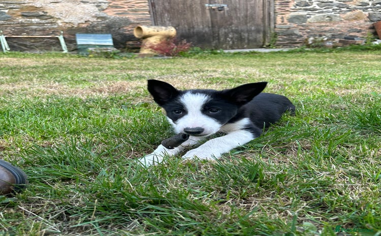 Border Collie dogs - Advert 10