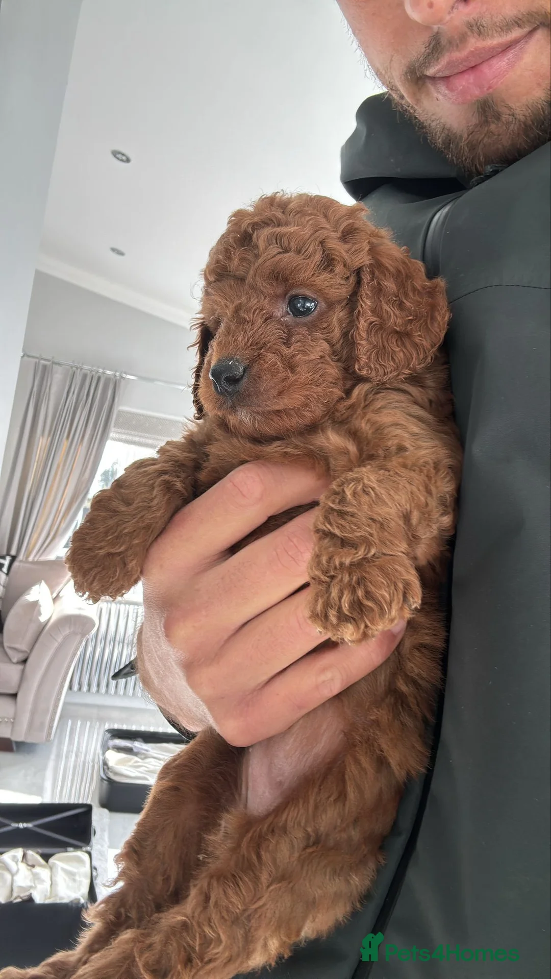 Cockapoo dogs for sale: Stunning Beautiful F1b Cockapoo Girl  - Advert 3