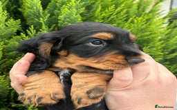 Cocker Spaniel dogs for sale: Working Cocker Spaniels  - Image 15