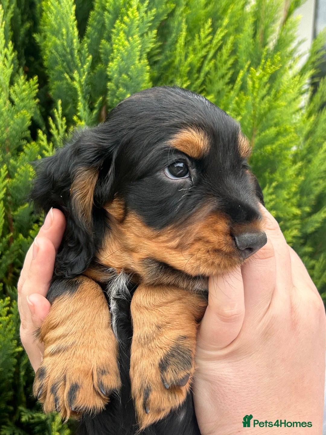 Cocker Spaniel dogs for sale: Working Cocker Spaniels  - Image 15