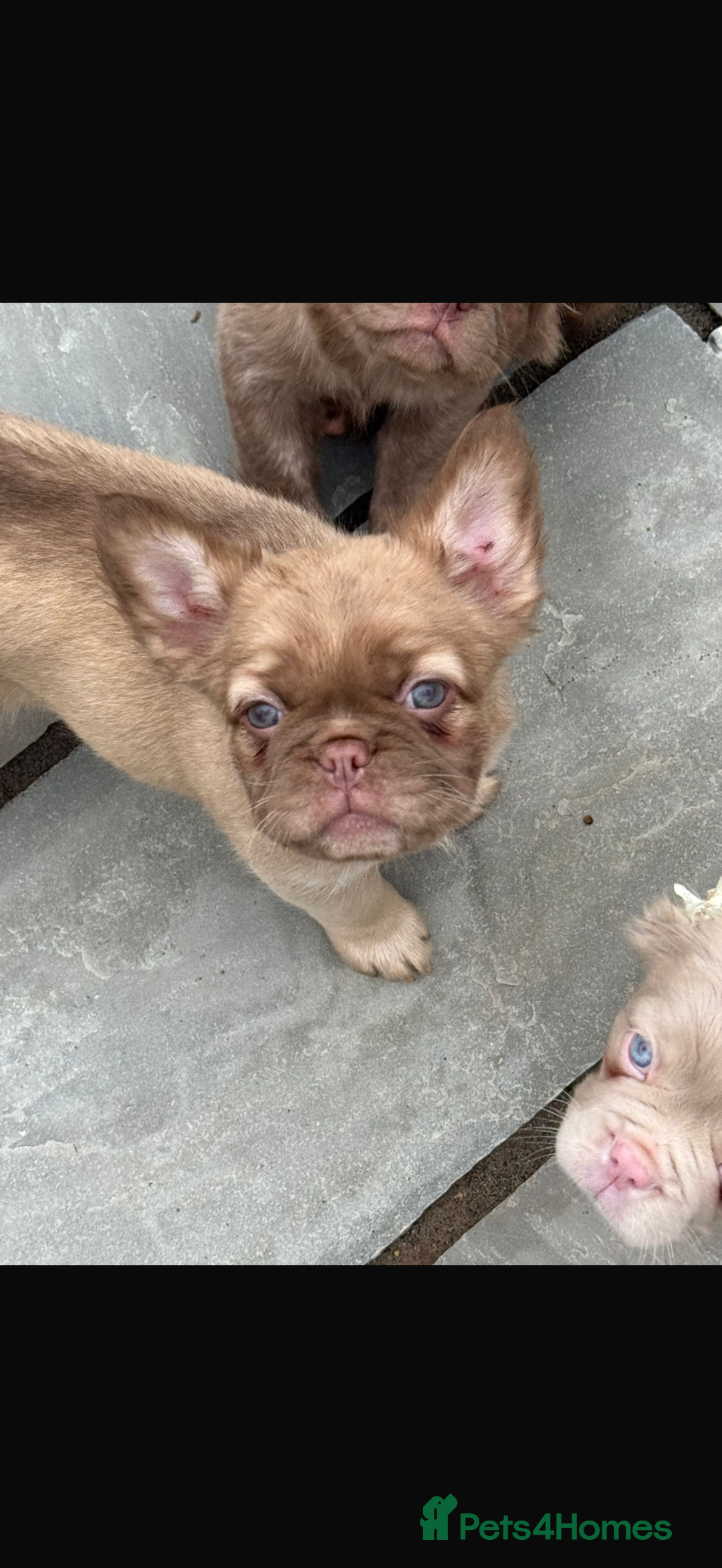 French Bulldog dogs for sale: Fluffy frenchbulldog  - Advert 2