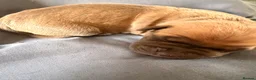 Presa Canario dogs for sale: Presa Canario pups for sale  - Advert 6