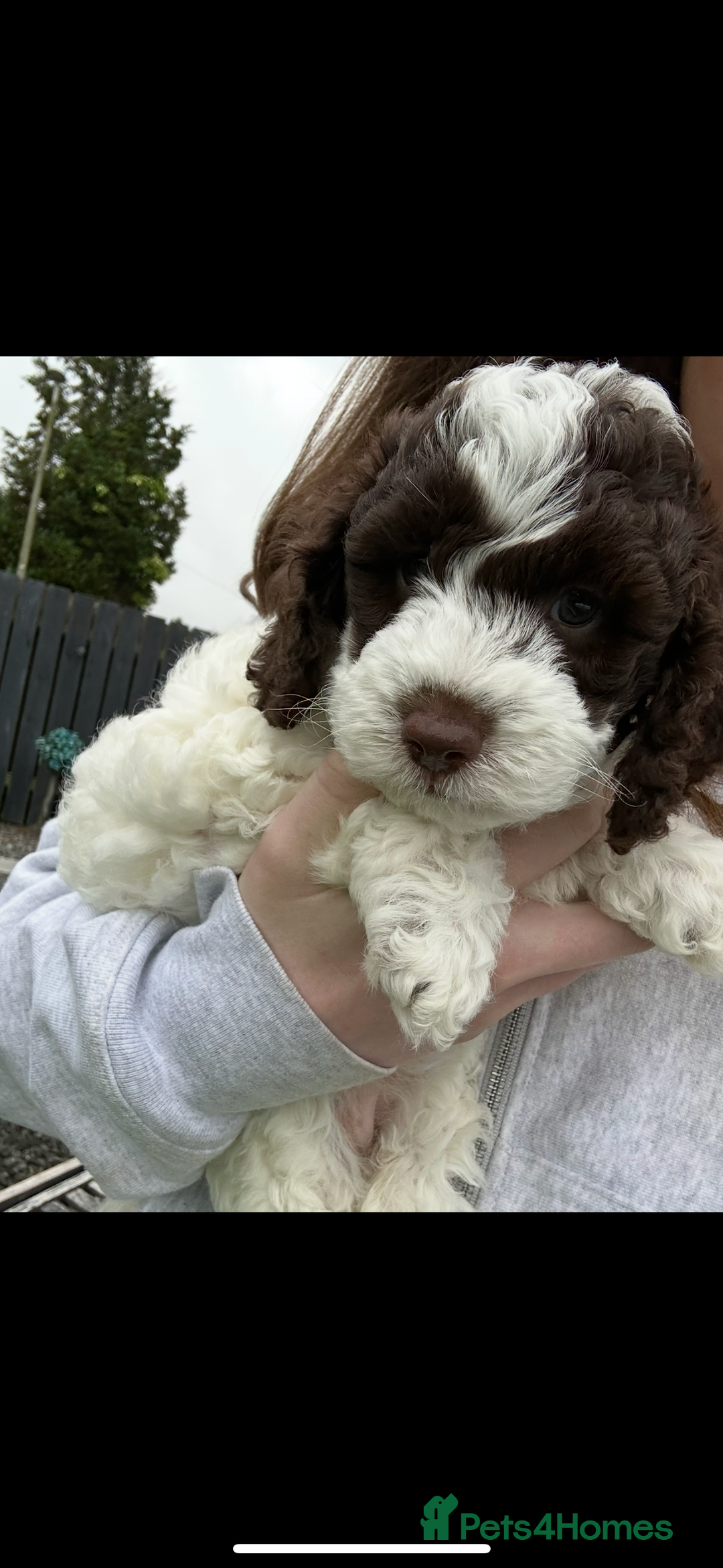 Cockapoo dogs for sale: Cockapoo Babies - Image 14