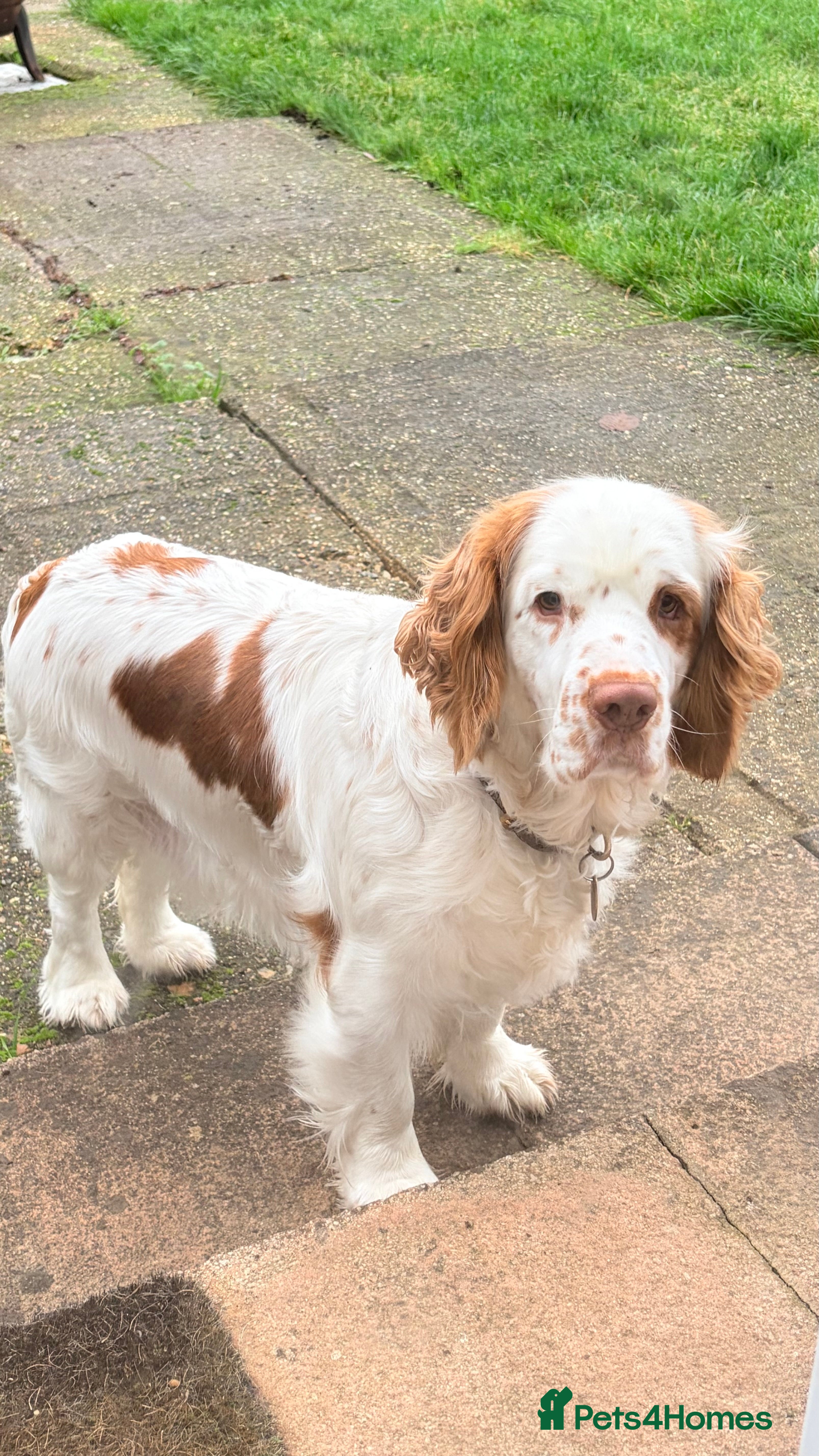 Clumber Spaniel dogs Clumber Spaniel dog puppy  - Advert 10