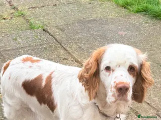 Clumber Spaniel dogs Clumber Spaniel dog puppy - Advert 10