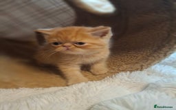 Exotic cats for sale: Beautiful Exotic kittens💫 - Image 8