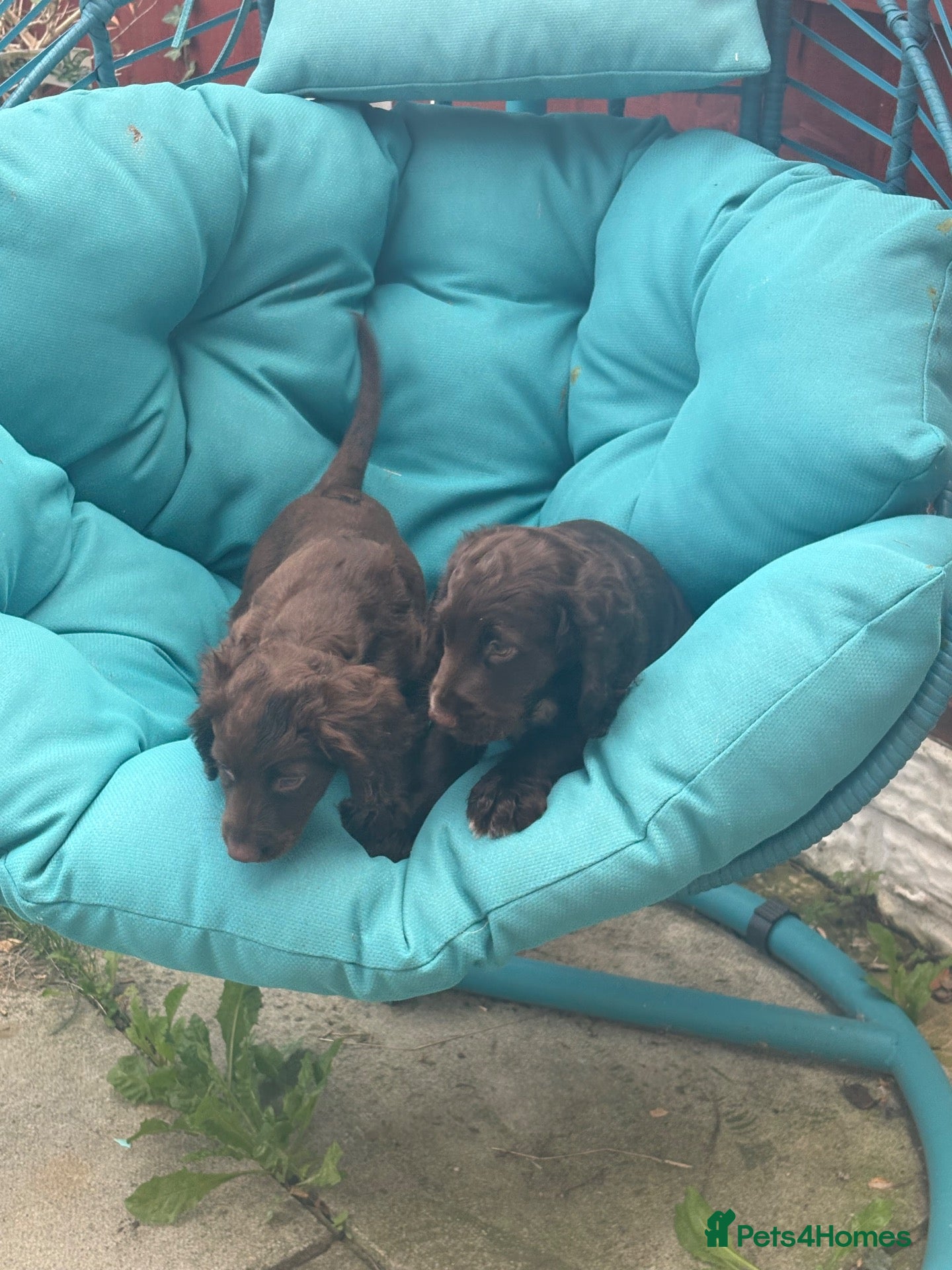 Cocker Spaniel dogs Beautiful Chocolate cocker spaniels puppies - Advert 1