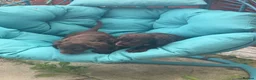 Cocker Spaniel dogs for sale: Beautiful Chocolate cocker spaniels puppies in Liverpool - Advert 1