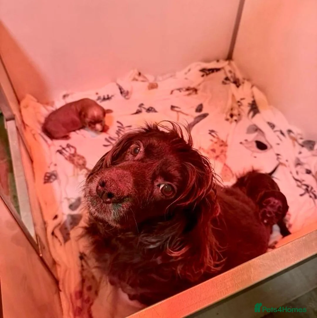 Cocker Spaniel dogs for sale: Cocker Spaniel puppies - 1 Girl 2 boys left - Advert 10