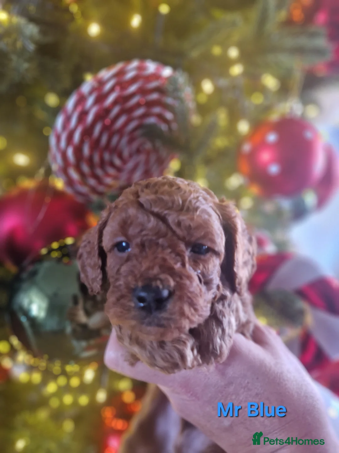 Cavapoo dogs for sale:  1 boy remaining. Health tested stunning cavapoos - Advert 34