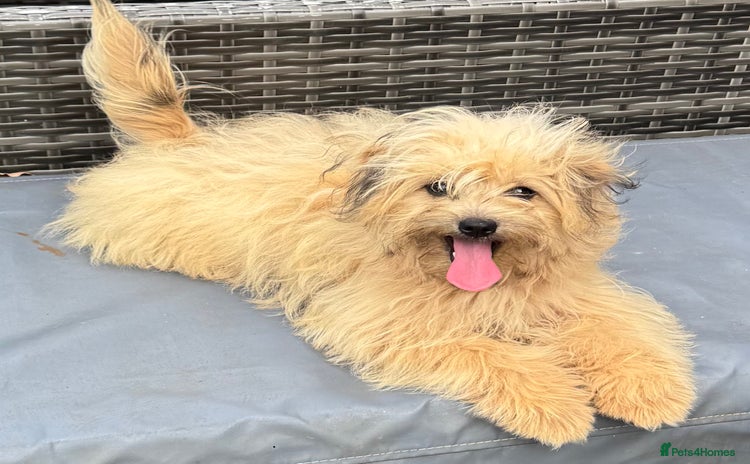 Pomapoo dogs in Southampton - Advert 1