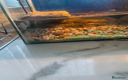 Turtle reptiles for sale: Musk turtle  - Image 6