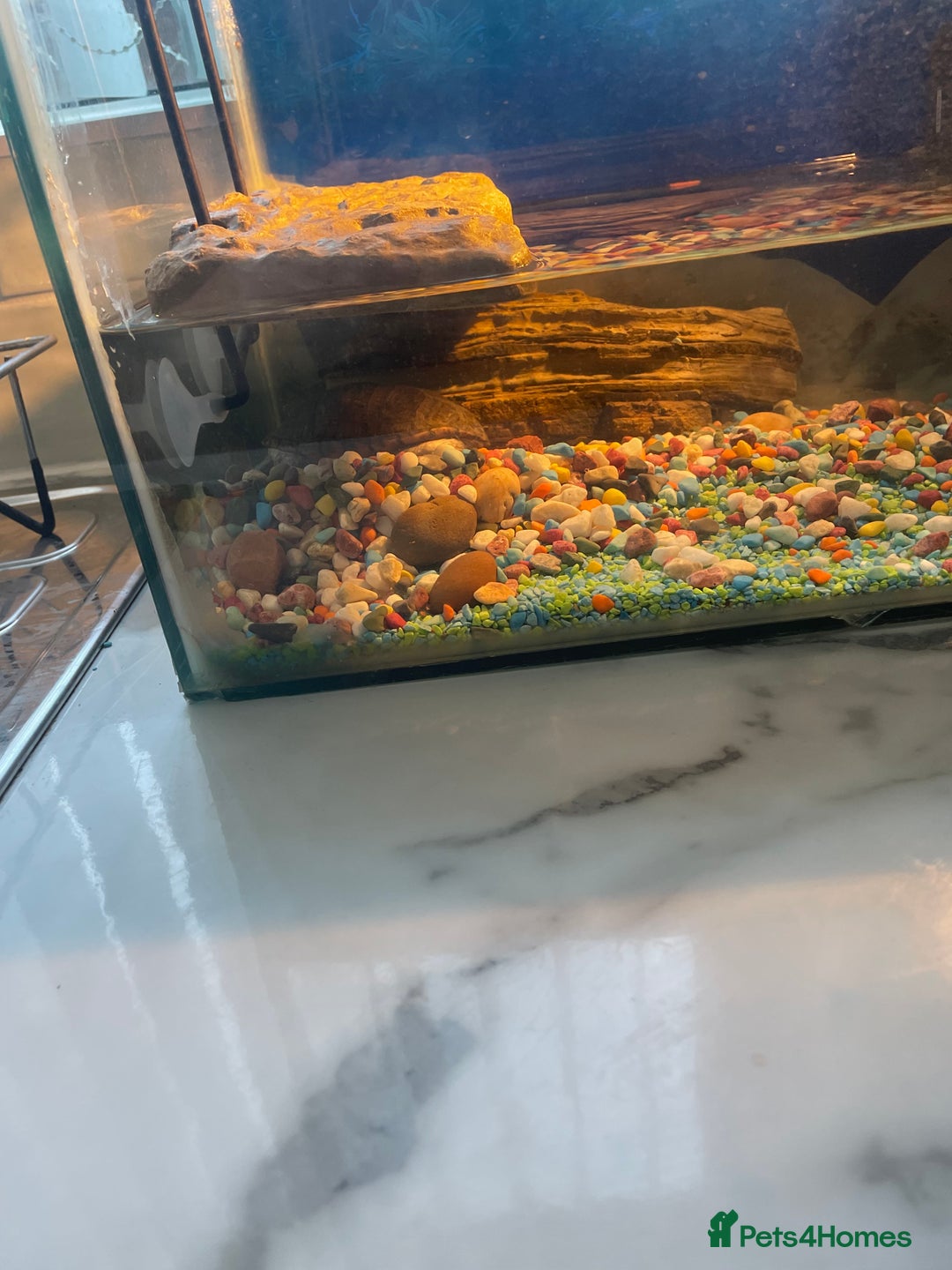 Turtle reptiles for sale: Musk turtle  - Image 6