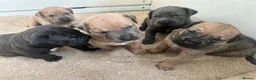 Mixed Breed dogs for sale: Stunning Boerboel x Ridgeback puppies  - Advert 17