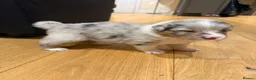 Australian Shepherd dogs for sale: Australian Shepherd Puppies - Advert 17