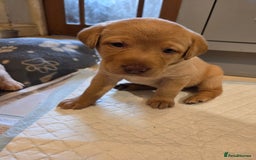 Labrador Retriever dogs for sale: 8 gorgeous chocolate/yellow girl & boy lab pups  - Image 14