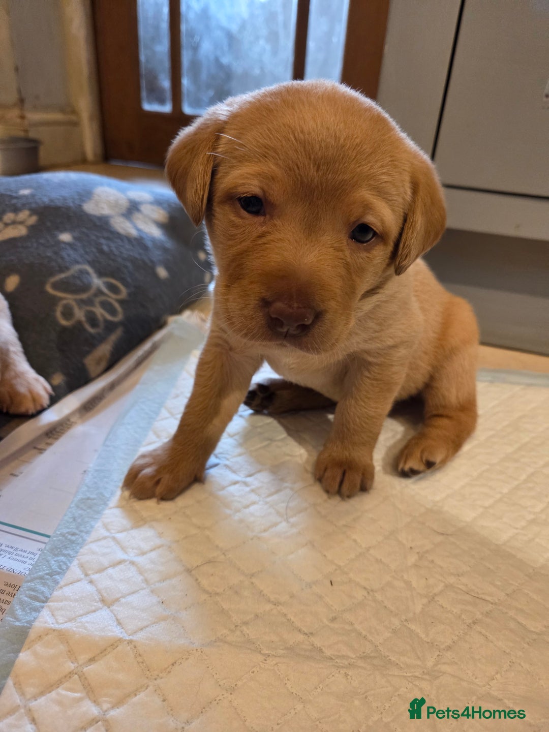 Labrador Retriever dogs for sale: 8 gorgeous chocolate/yellow girl & boy lab pups  - Image 14