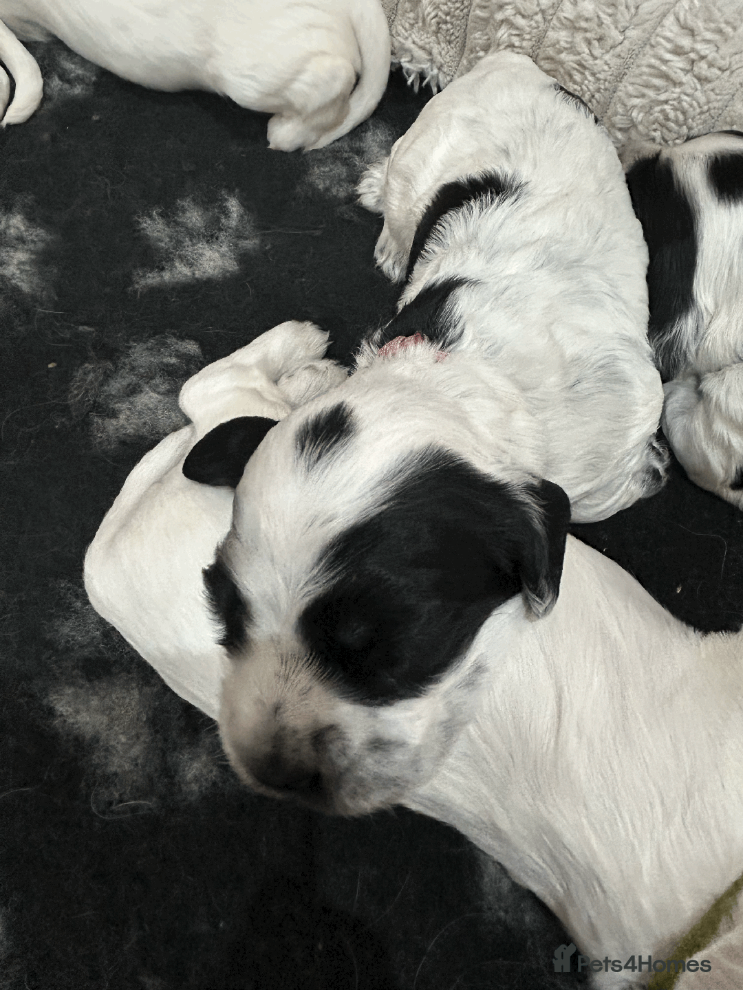 Cocker Spaniel dogs for sale: Cocker Spaniel Pups – From Champion Bloodlines - Image 6