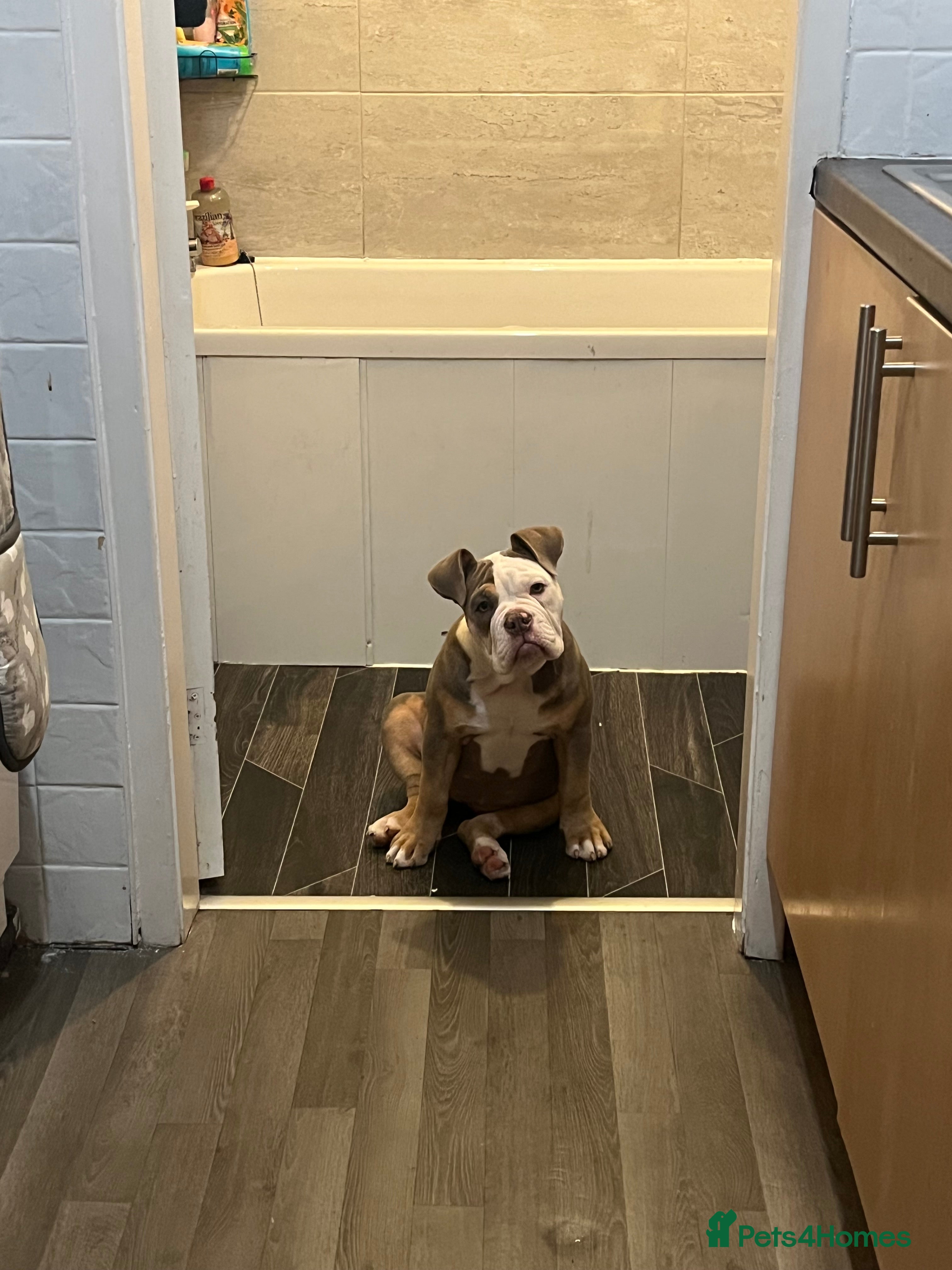 Olde English Bulldogge dogs Olde English bulldog  - Advert 1