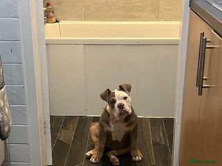 Olde English Bulldogge dogs Olde English bulldog - Advert 13