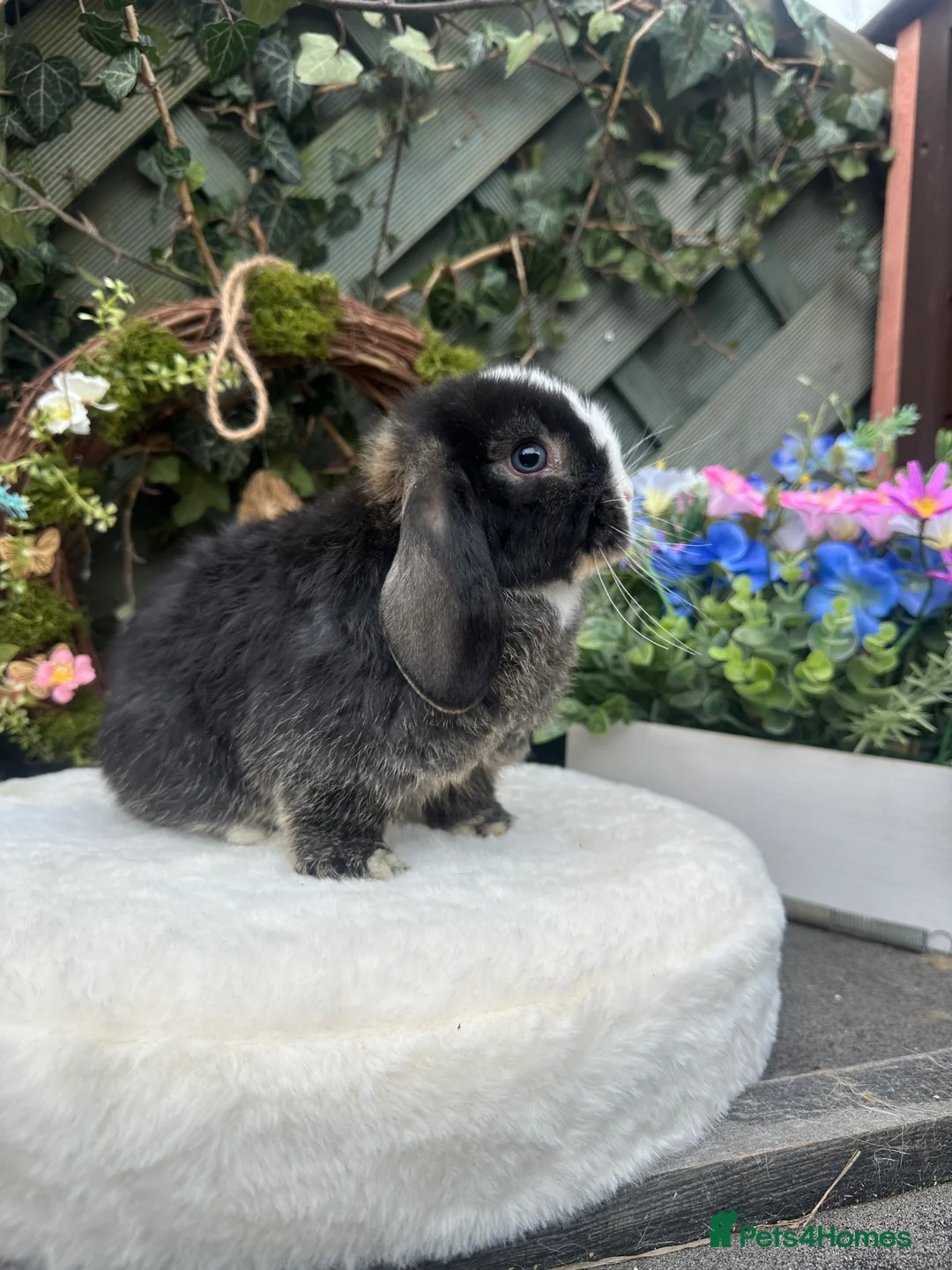 Mini Lop rabbits for sale: Beautiful Baby Mini Lops - Advert 6