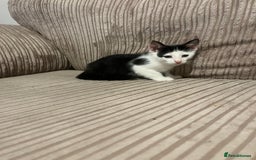 Mixed Breed cats for sale: Two beautiful kittens - Image 3