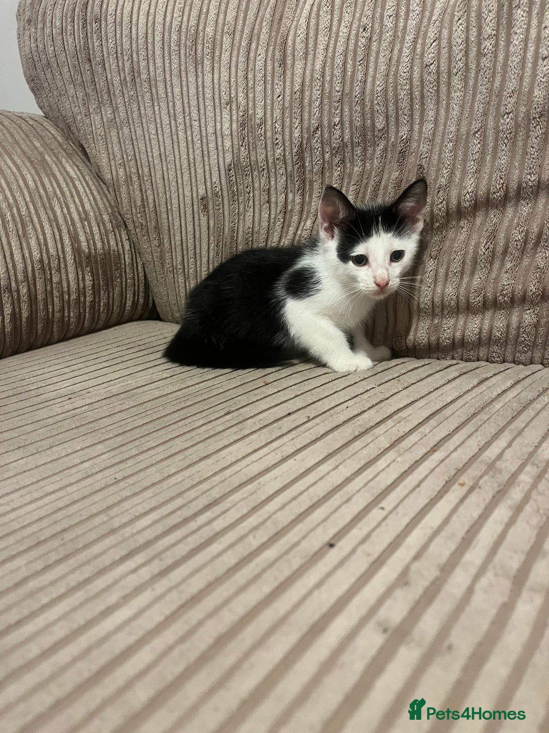 Mixed Breed cats for sale: Two beautiful kittens - Image 3