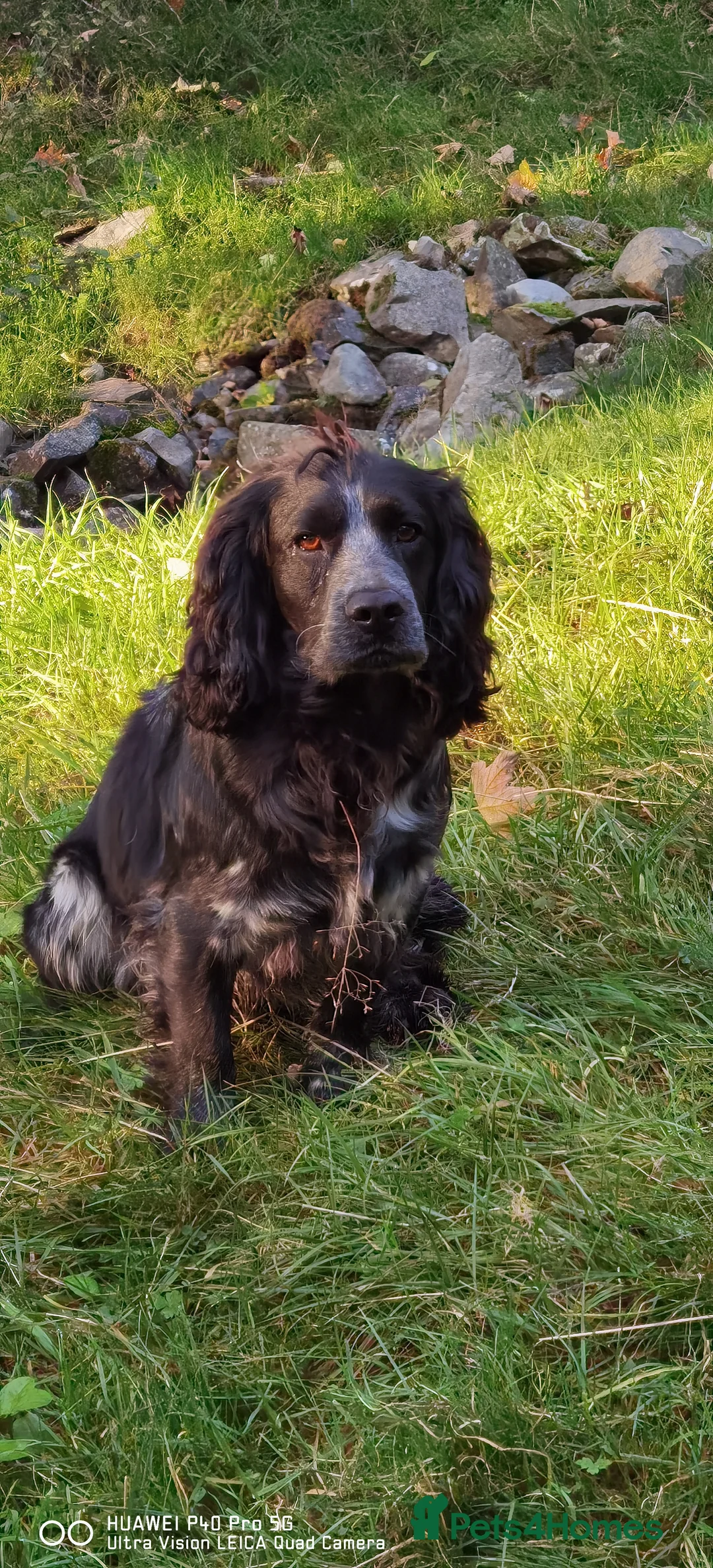 Cocker Spaniel dogs for stud: Fully health tested blue roan cocker in Preston - Advert 9