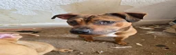 American Bully dogs for sale: AMAZING YOUNG BULLY (M/F)FOR ROYAL& LOVING HOMES.  - Advert 6
