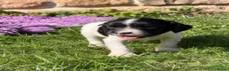 English Springer Spaniel dogs for sale: B/W PLAYFUL LITTER SPRINGER SPANIELS,HEALTH TESTED - Advert 8