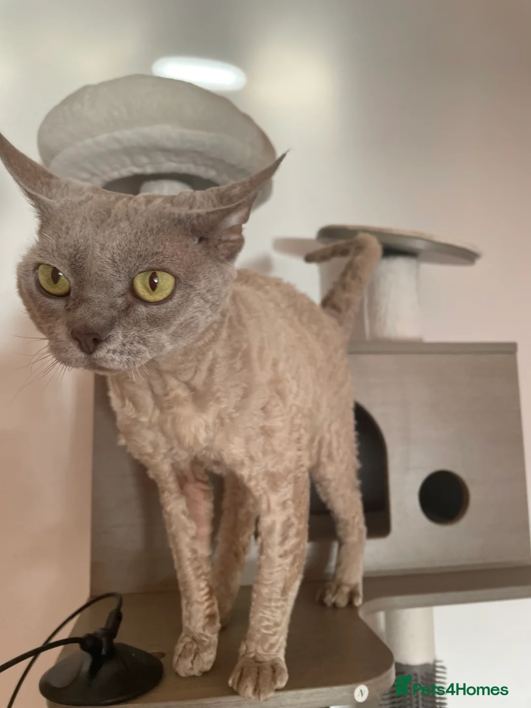 Devon Rex cats for stud: Devon Rex lilac - Advert 2