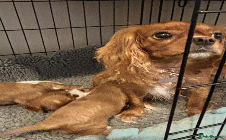 Cavalier King Charles Spaniel dogs Ruby boy 9 weeks old looking for forever home  - Advert 8