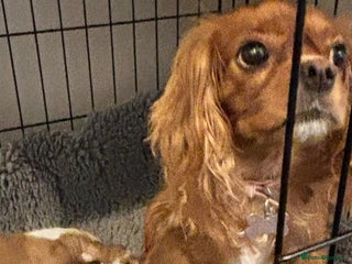 Cavalier King Charles Spaniel dogs Ruby boy 9 weeks old looking for forever home - Advert 6
