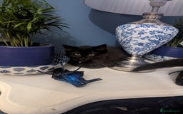 Ragcoon cats for sale:  Very large, long haired Maine coon x kittens  - Image 16