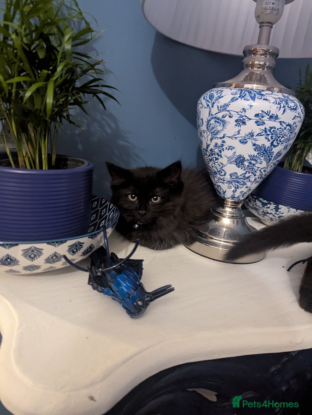 Ragcoon cats for sale:  Very large, long haired Maine coon x kittens  - Image 16