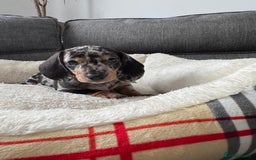 Miniature Dachshund dogs for sale: Adorable Miniature Dachshund Puppies  - Image 11