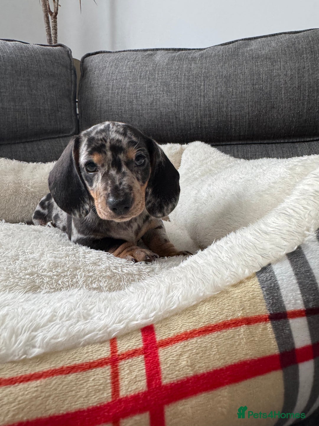 Miniature Dachshund dogs for sale: Adorable Miniature Dachshund Puppies  - Image 11