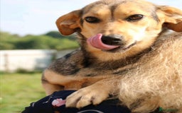 Mixed Breed dogs for adoption: 💖🐶 LOLLY 🐶💖 - Image 14